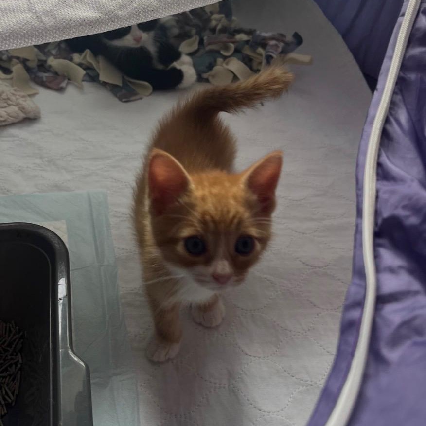 Ziggy, a ADOPTABLE Domestic Short Hair in Bordentown, NJ image 6/6