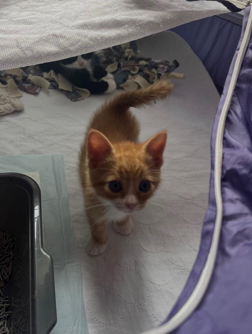 Enlarge Ziggy, a ADOPTABLE Domestic Short Hair in Bordentown, NJ image 6/6