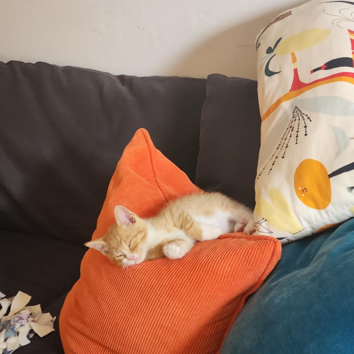 Ziggy, a ADOPTABLE Domestic Short Hair in Bordentown, NJ image 4/6