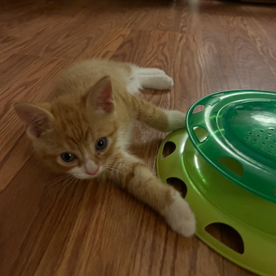 Ziggy, a ADOPTABLE Domestic Short Hair in Bordentown, NJ image 2/6