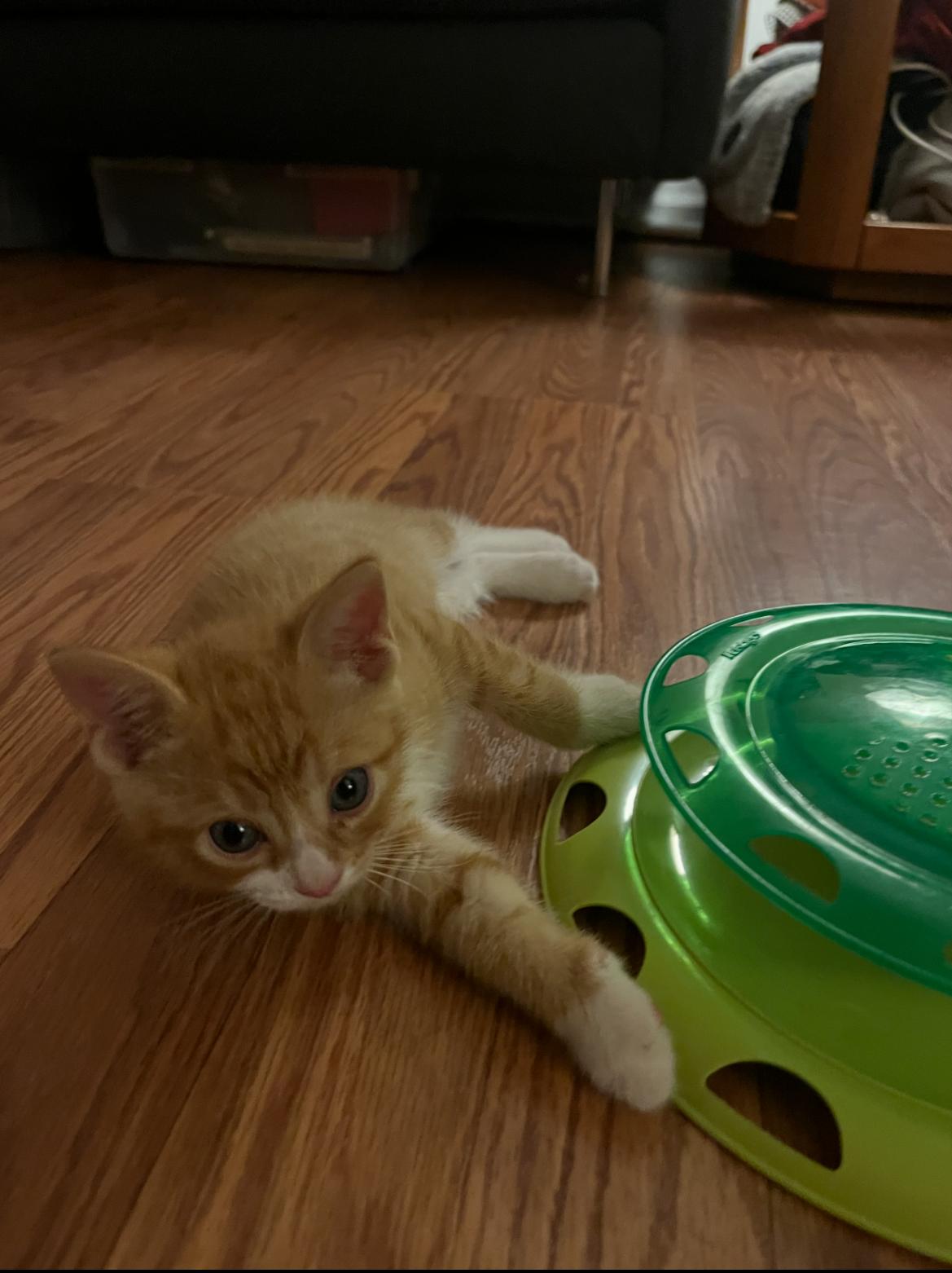 Enlarge Ziggy, a ADOPTABLE Domestic Short Hair in Bordentown, NJ image 2/6