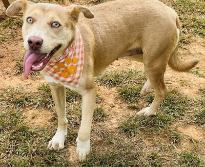 Allie $85 Fostered, Adoptable, Young Female Mixed Breed & Mixed Breed.