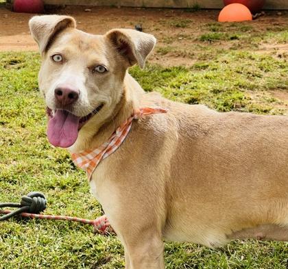 Enlarge Allie $85 Fostered, a Adoptable Mixed Breed in Seneca, SC image 2/3