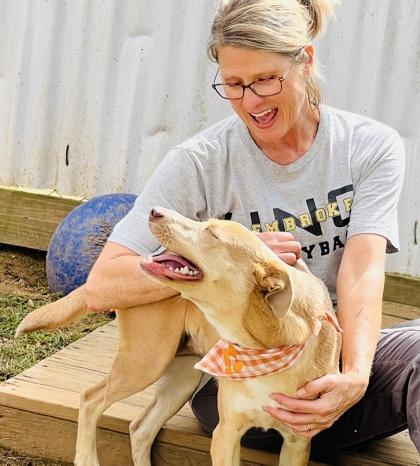 Enlarge Allie $85 Fostered, a Adoptable Mixed Breed in Seneca, SC image 3/3