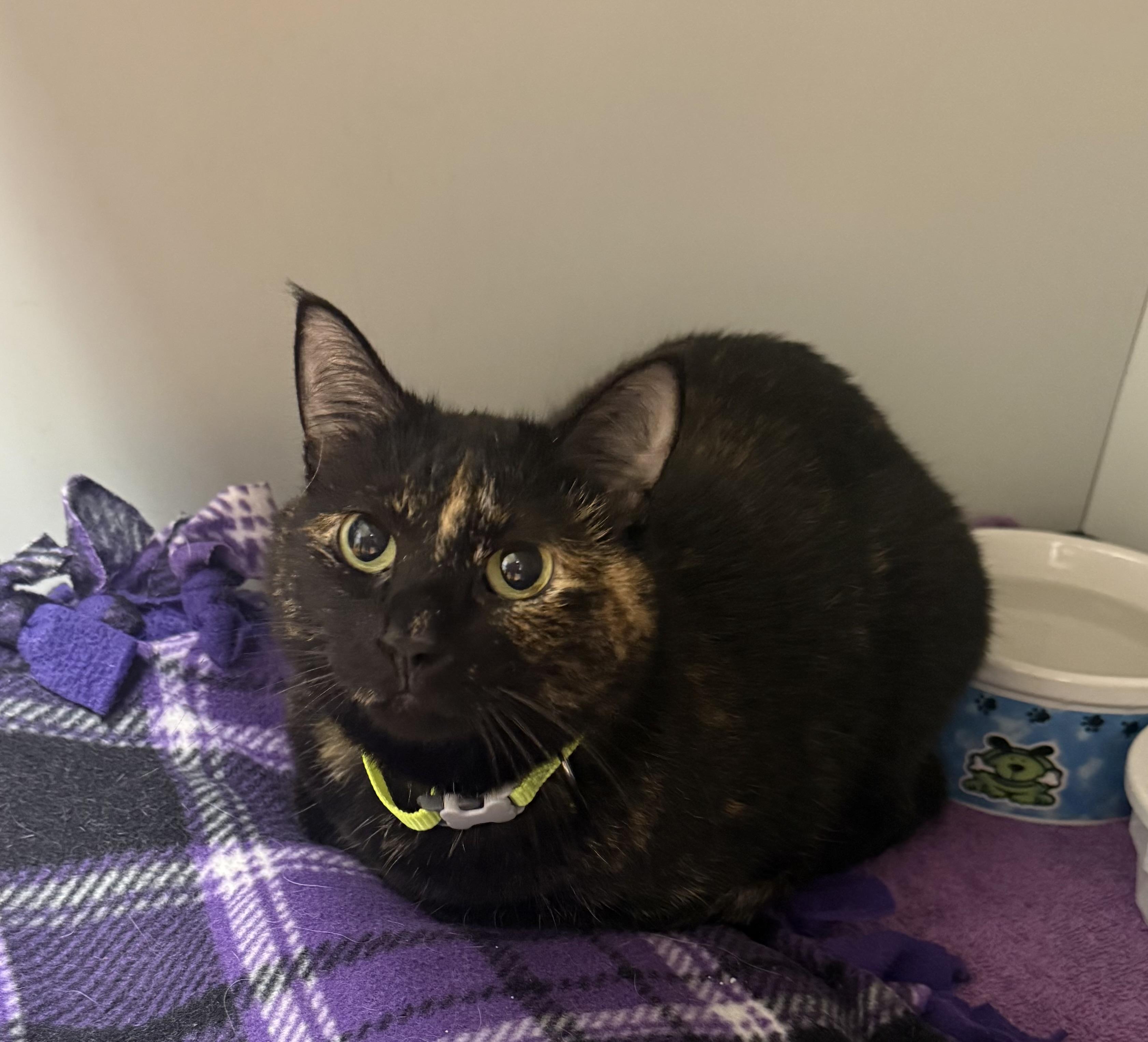 Winnie, adopted, Adult Female Domestic Short Hair.
