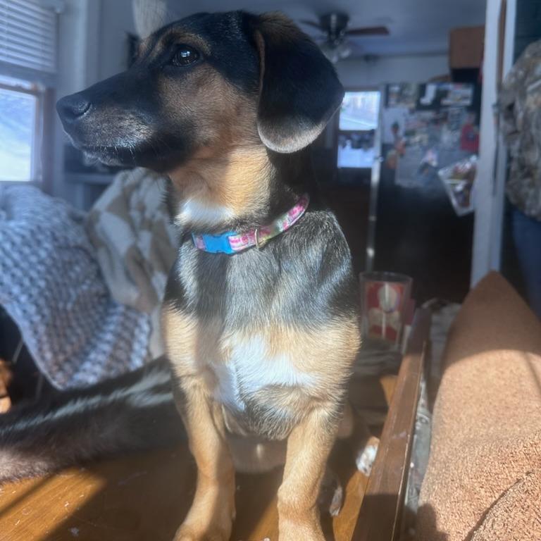 Vienna, Adoptable, Puppy Female Dachshund & German Shepherd Dog.