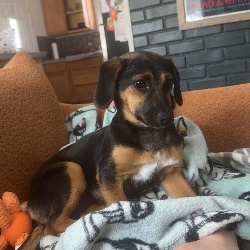 Enlarge Vienna, a Adoptable mixed breed in Brainerd, MN image 2/4