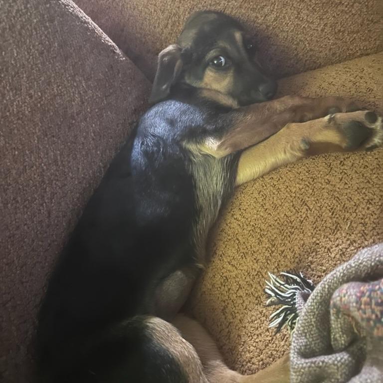 Enlarge Vienna, a Adoptable mixed breed in Brainerd, MN image 3/4