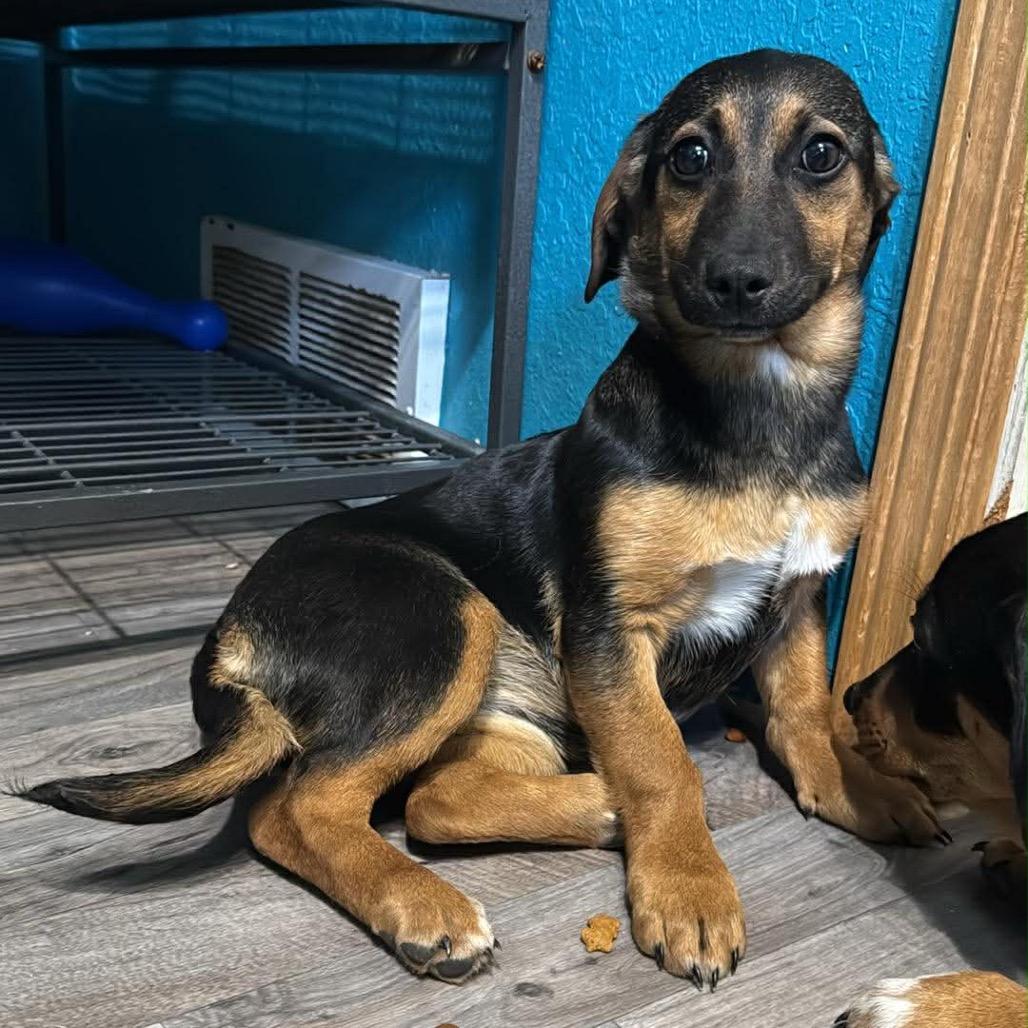 Enlarge Vienna, a Adoptable mixed breed in Brainerd, MN image 4/4