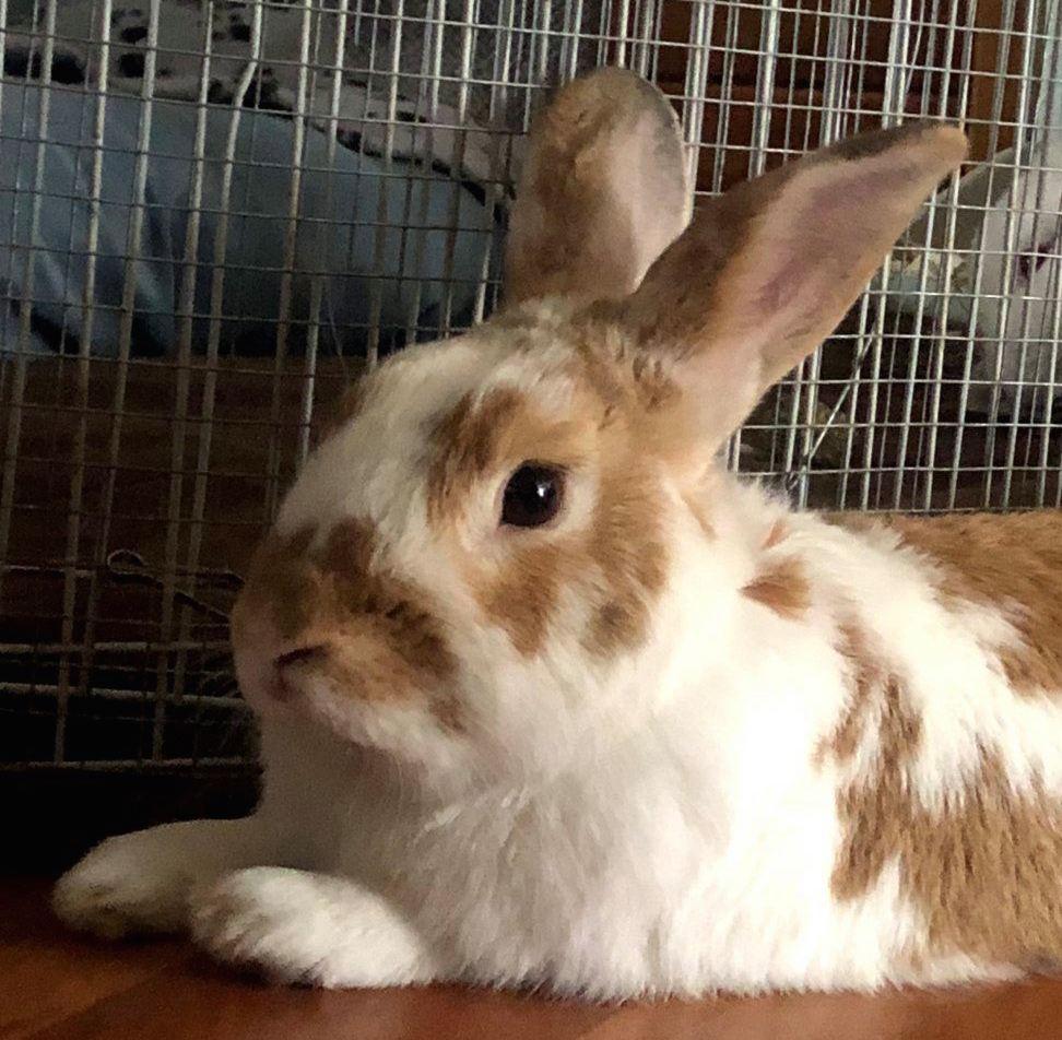 Deuce Coupe, Adopted, Young Male Bunny Rabbit.