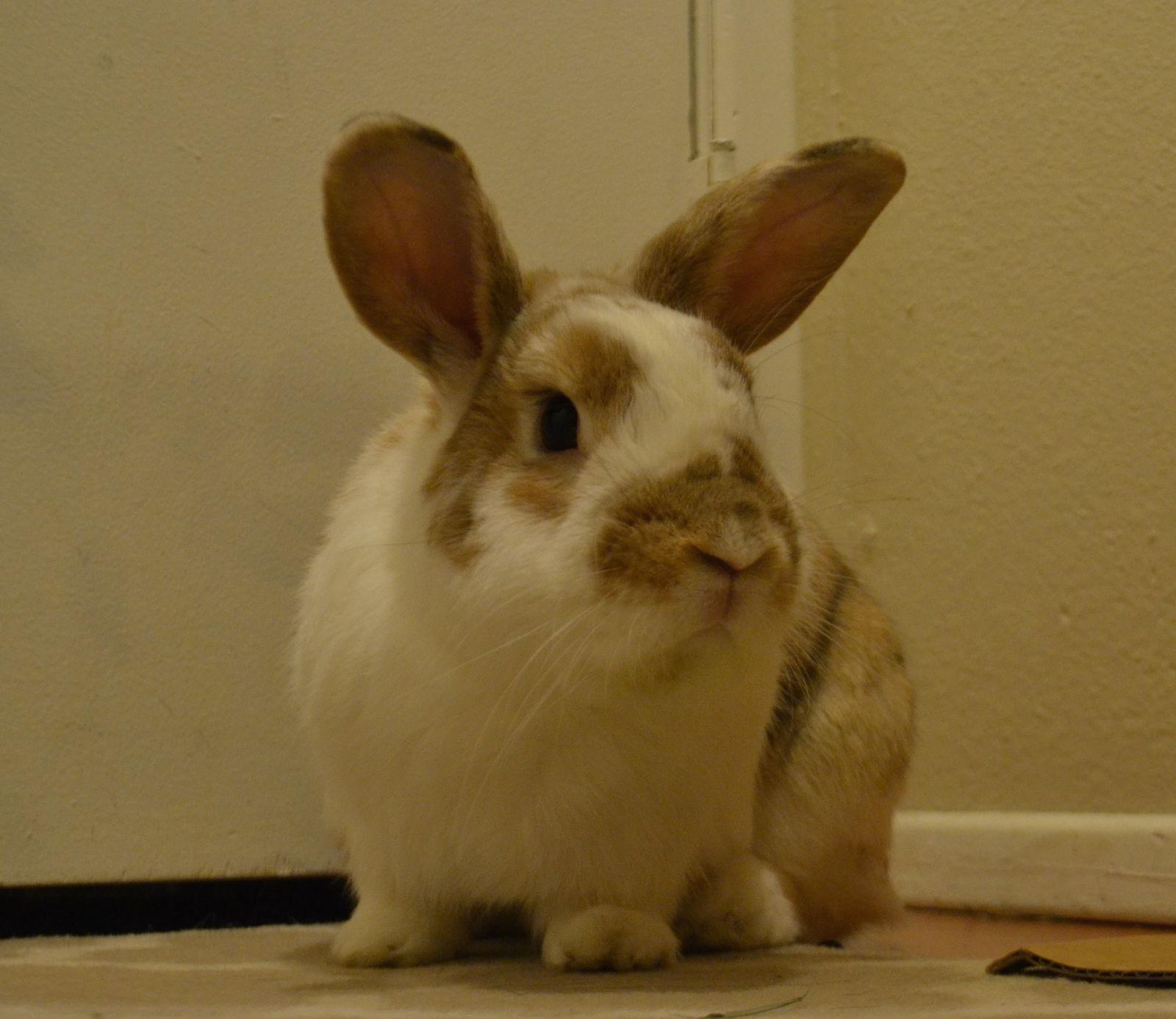 Enlarge Deuce Coupe, a Adopted Bunny Rabbit in Milwaukie, OR image 2/3