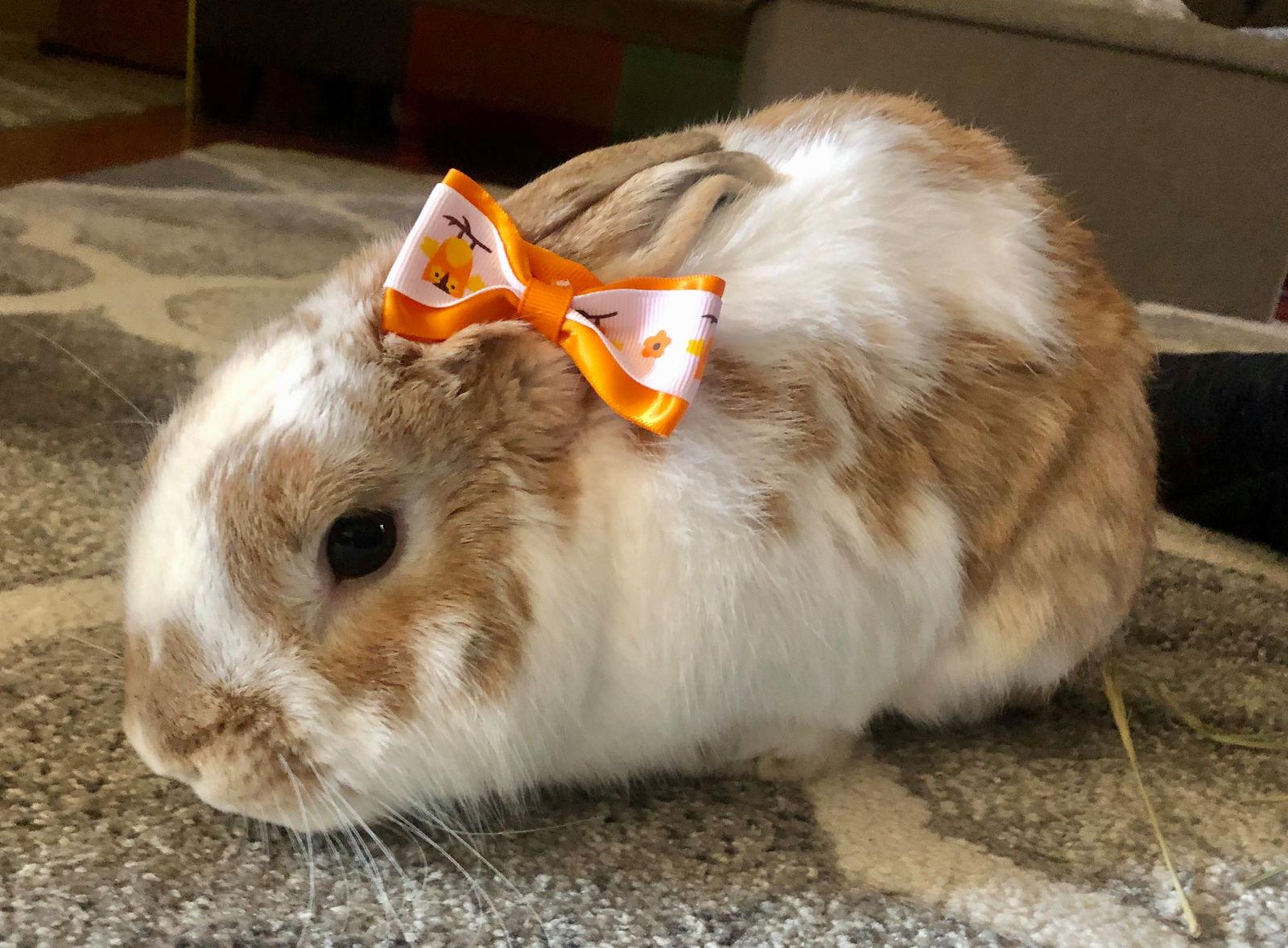 Enlarge Deuce Coupe, a Adopted Bunny Rabbit in Milwaukie, OR image 3/3