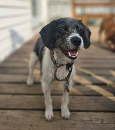 Enlarge Miki, a ADOPTABLE mixed breed in Albany, NY image 1/1