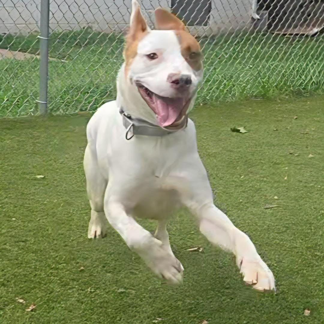 Red, a ADOPTABLE Mixed Breed in Bloomfield, NJ image 4/6