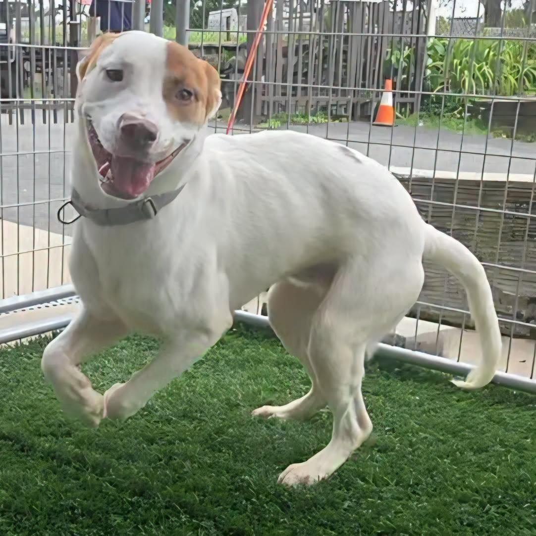Red, a ADOPTABLE Mixed Breed in Bloomfield, NJ image 3/6