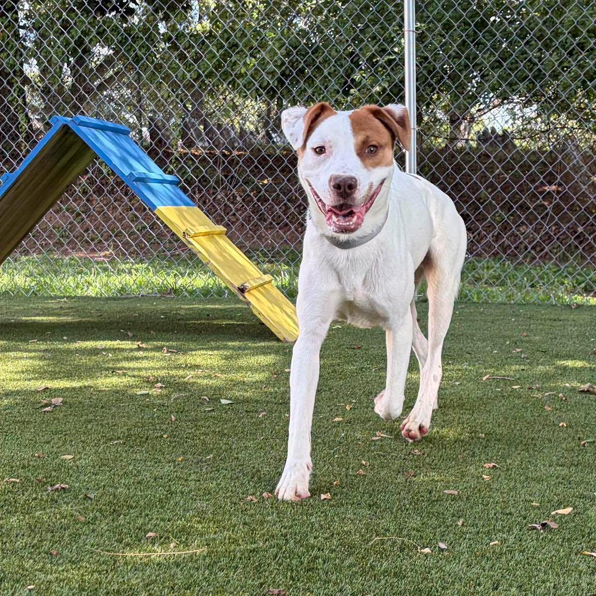 Red, ADOPTABLE, Adult Male Mixed Breed.