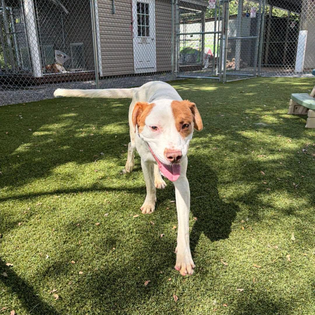 Red, a ADOPTABLE Mixed Breed in Bloomfield, NJ image 6/6