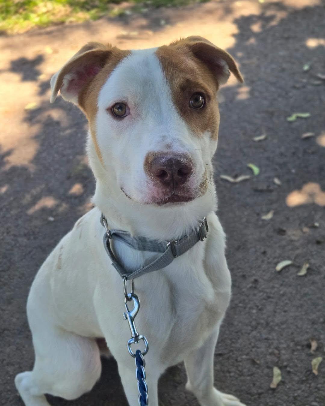 Red, ADOPTABLE, Adult Male Mixed Breed.