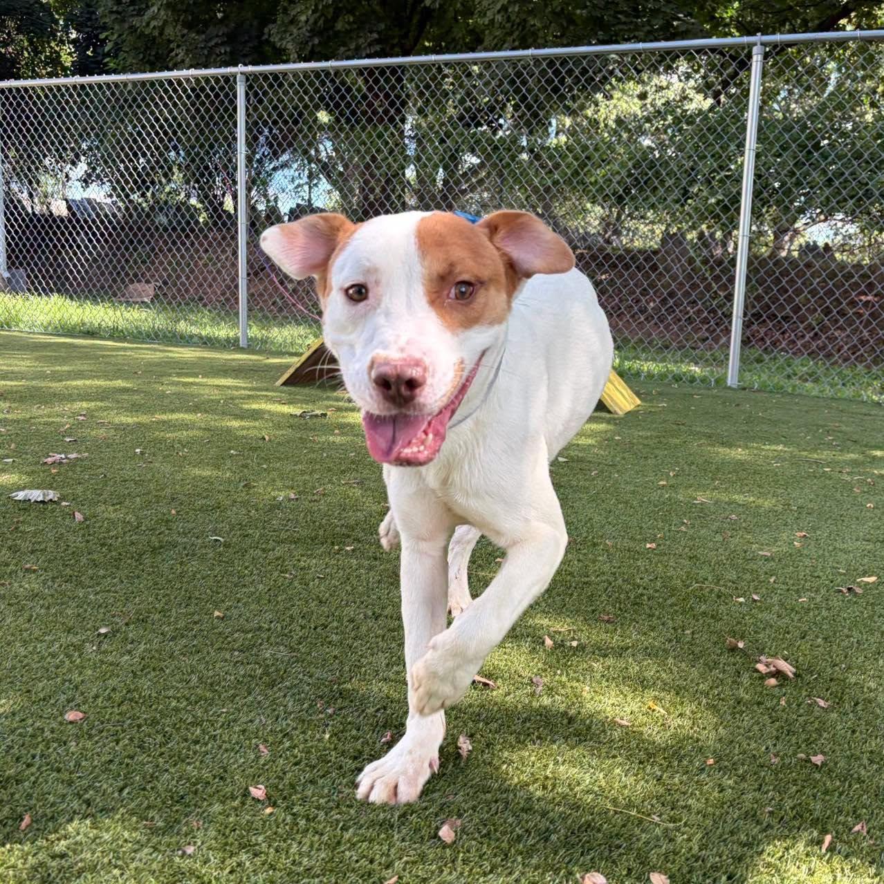 Red, a ADOPTABLE Mixed Breed in Bloomfield, NJ image 2/6