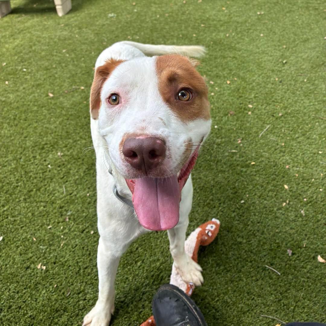 Red, a ADOPTABLE Mixed Breed in Bloomfield, NJ image 5/6