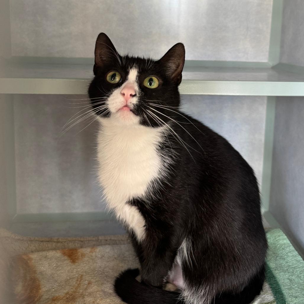 Peggy, a Adoptable Domestic Short Hair in Richland, MI image 1/4