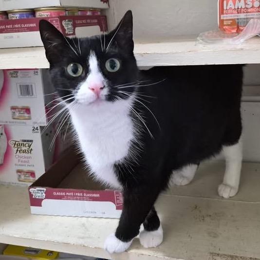 Peggy, a Adoptable Domestic Short Hair in Richland, MI image 2/4