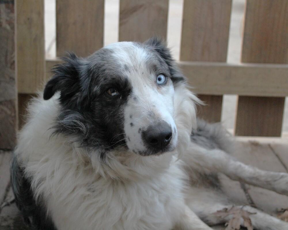 Enlarge 1010 Urban (fka Chase), a Adoptable Australian Shepherd in Ringwood, IL image 1/6