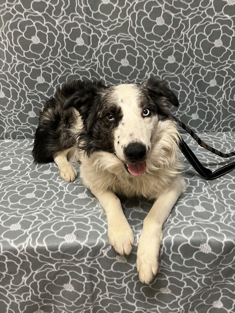 Enlarge 1010 Urban (fka Chase), a Adoptable Australian Shepherd in Salem, WI image 1/6