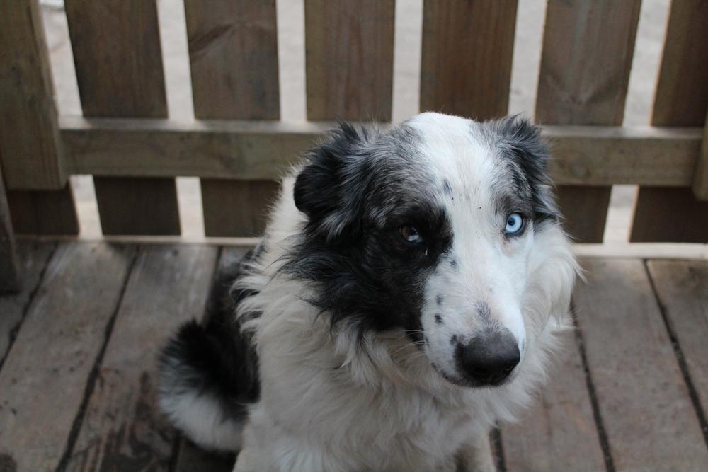 Enlarge 1010 Urban (fka Chase), a Adoptable Australian Shepherd in Ringwood, IL image 3/6