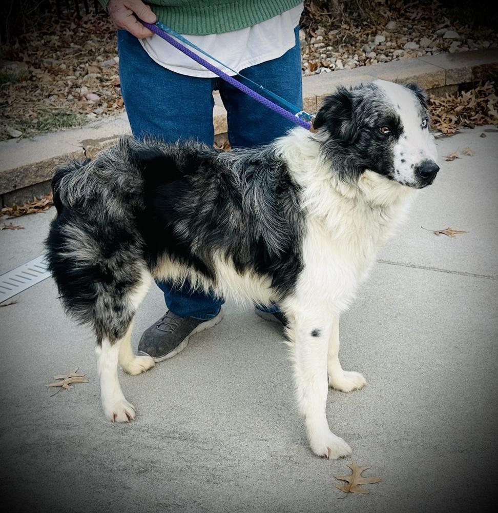 Enlarge 1010 Urban (fka Chase), a Adoptable Australian Shepherd in Ringwood, IL image 4/6
