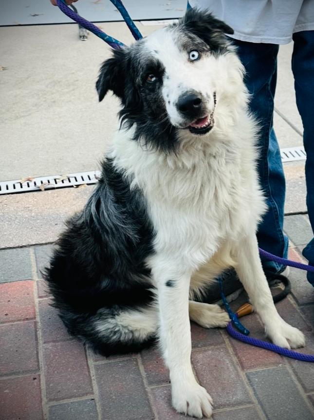 Enlarge 1010 Urban (fka Chase), a Adoptable Australian Shepherd in Ringwood, IL image 5/6