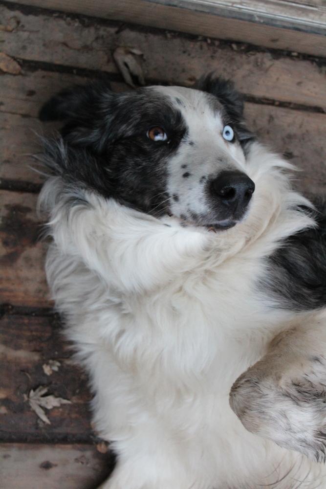 Enlarge 1010 Urban (fka Chase), a Adoptable Australian Shepherd in Ringwood, IL image 6/6
