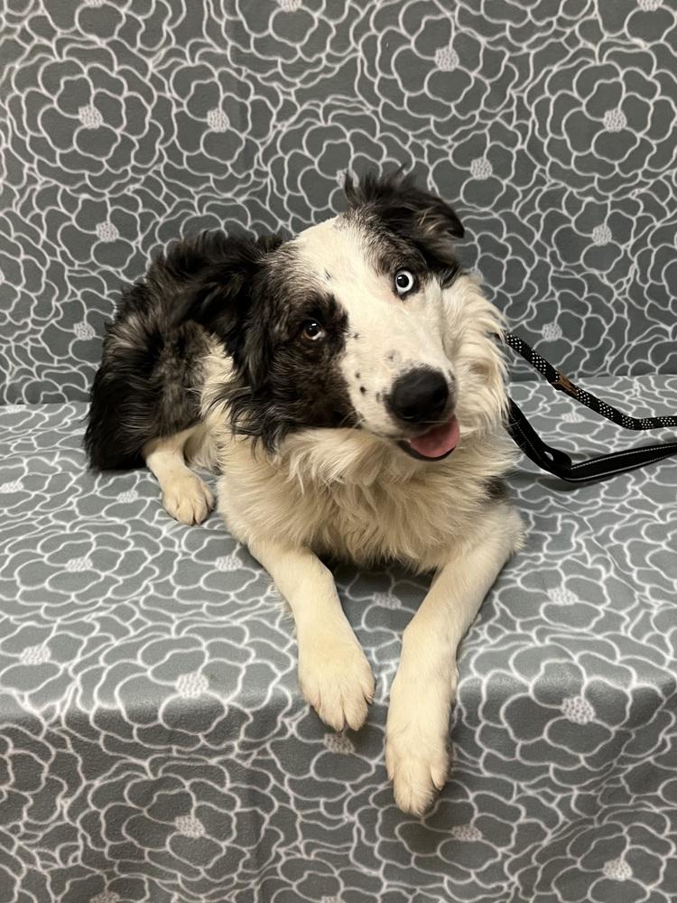 Enlarge 1010 Urban (fka Chase), a Adoptable Australian Shepherd in Salem, WI image 3/6