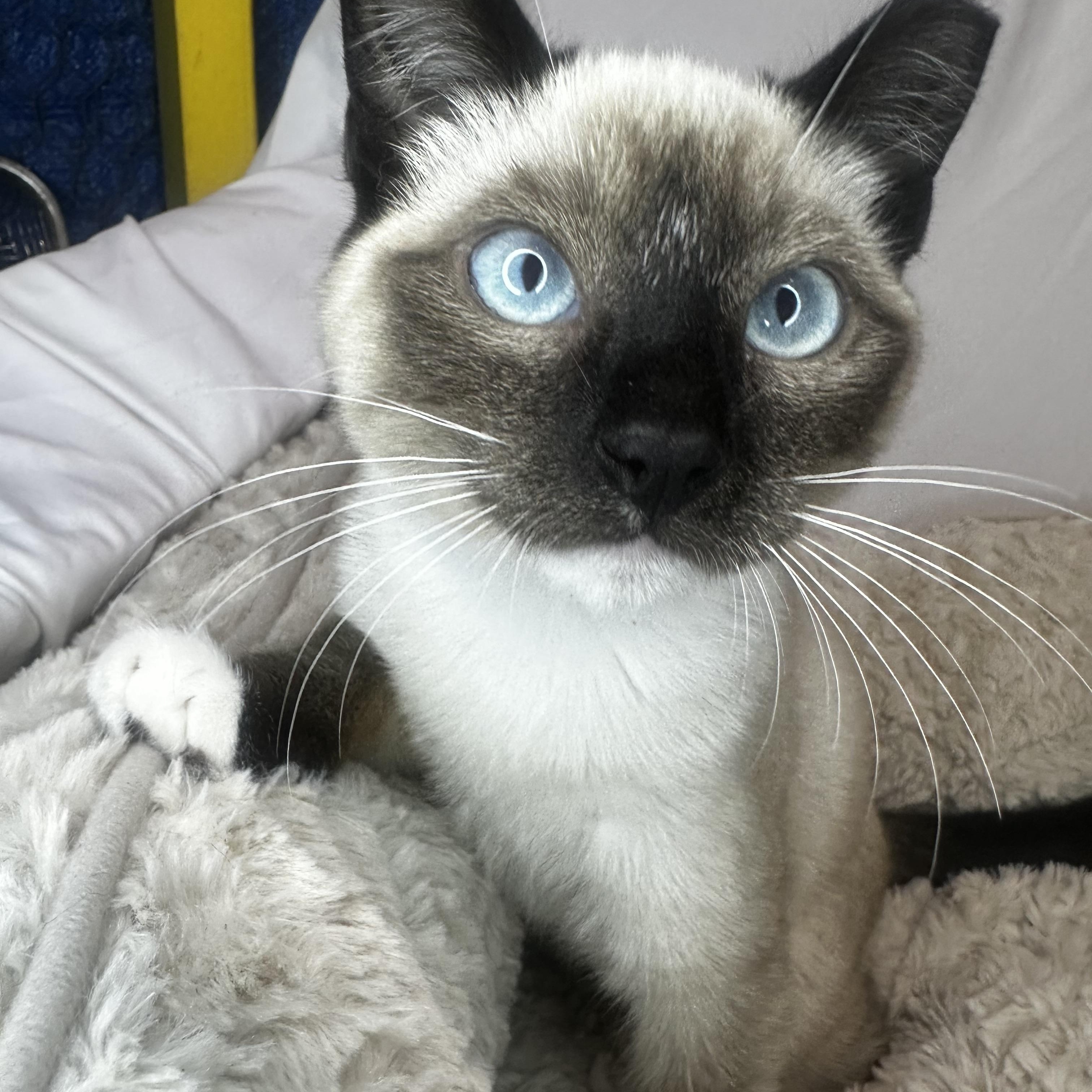 Enlarge BLUE, a Adopted mixed breed in Vallejo , CA image 2/4