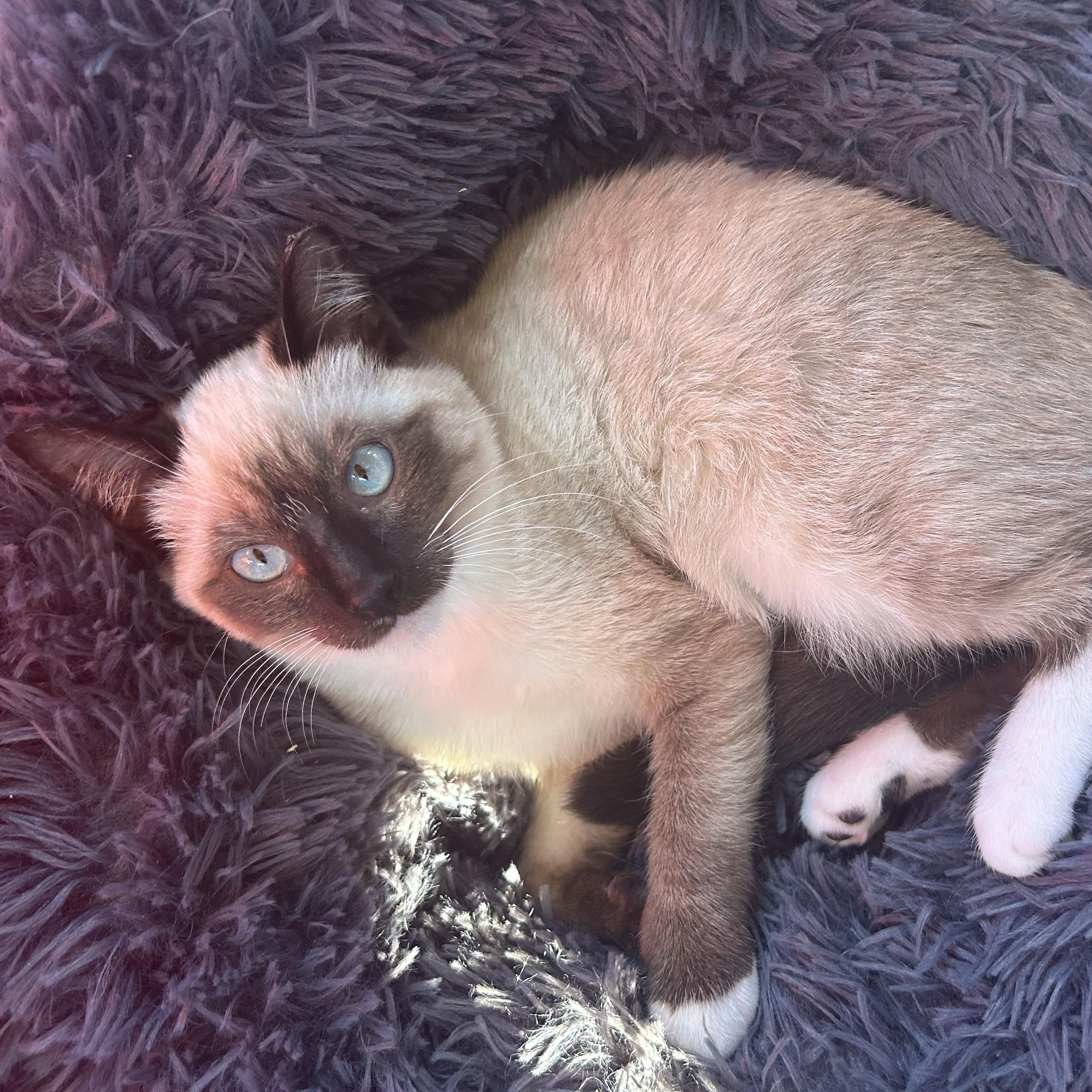 Enlarge BLUE, a Adopted mixed breed in Vallejo , CA image 4/4