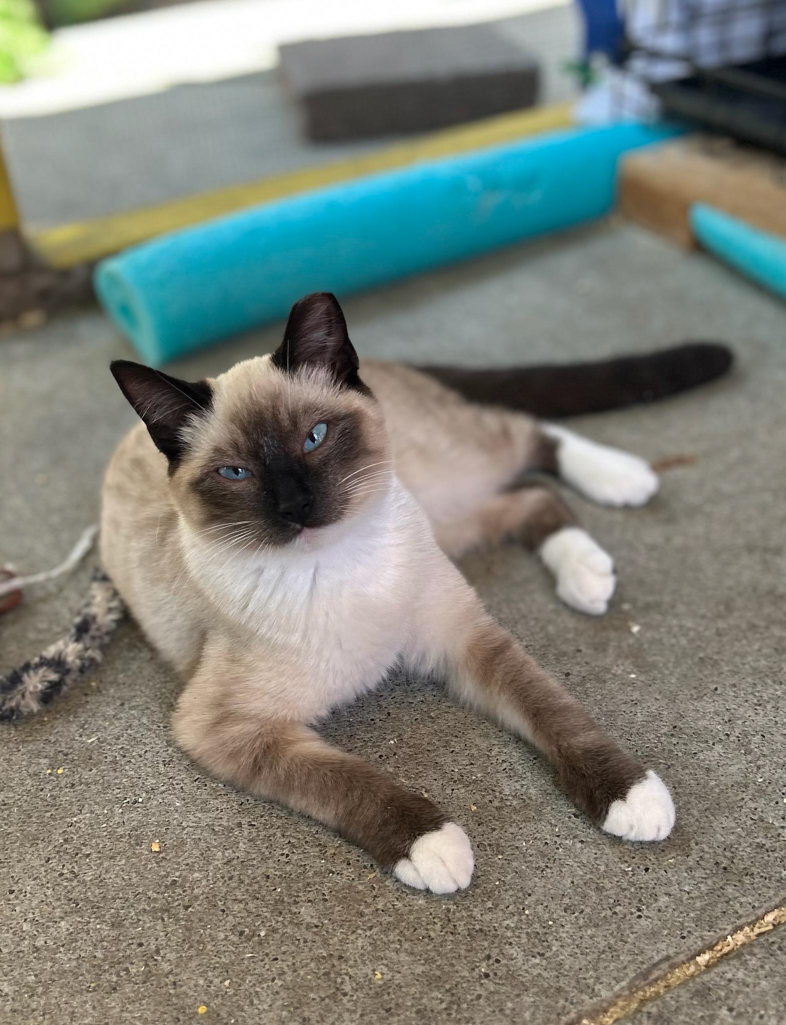 Enlarge BLUE, a Adopted mixed breed in Vallejo , CA image 1/4