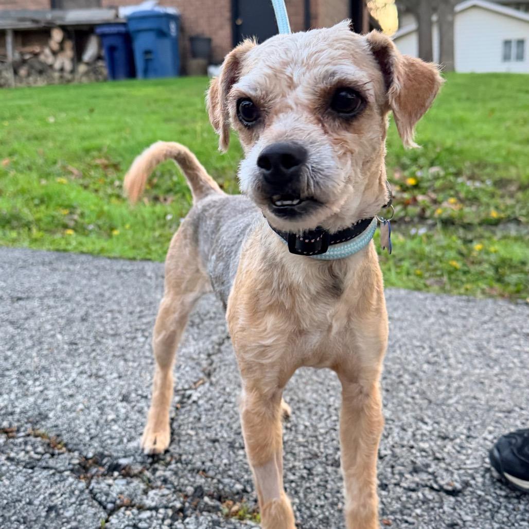 Toby, Adoptable, Adult Male Yorkshire Terrier.