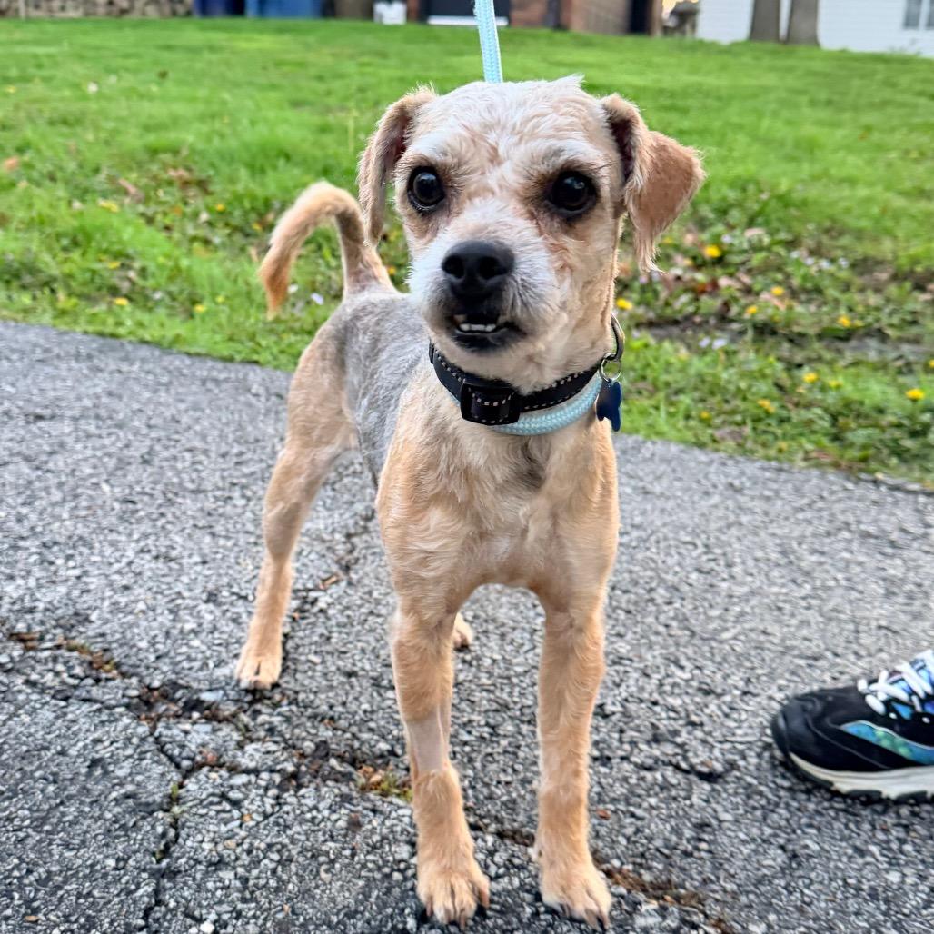 Toby, a Adoptable Yorkshire Terrier in Saint John, IN image 2/4