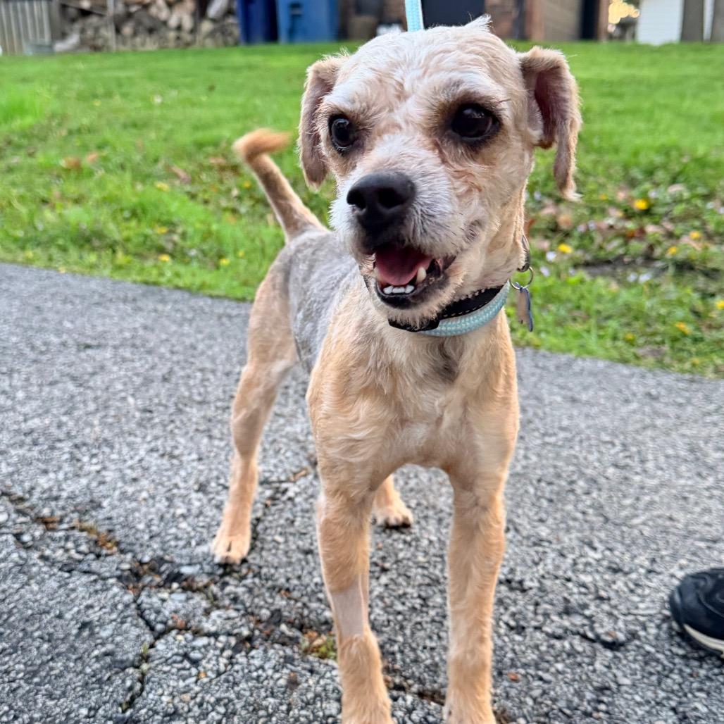 Toby, a Adoptable Yorkshire Terrier in Saint John, IN image 3/4