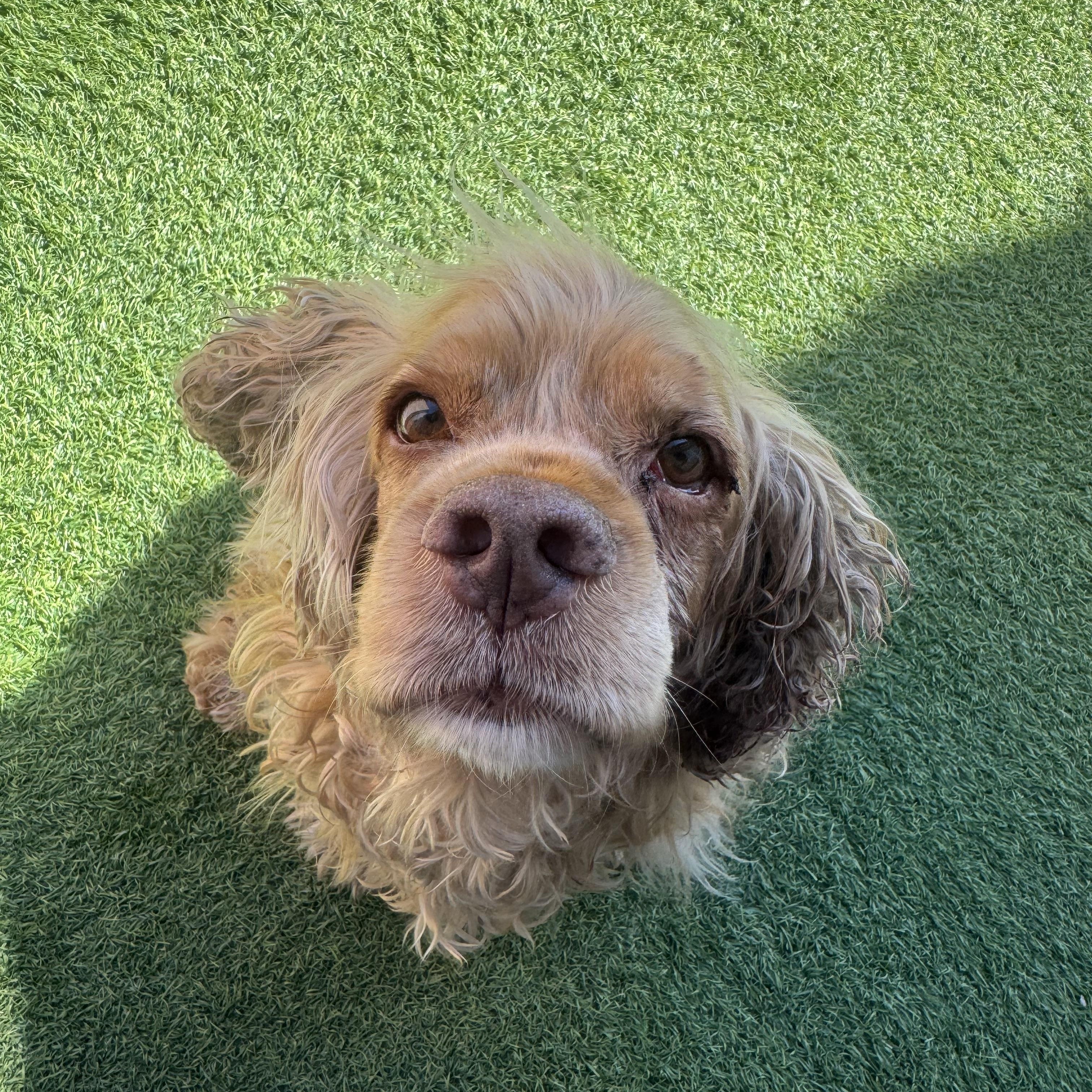 Frank Gallagher, adopted, Senior Male Cocker Spaniel.