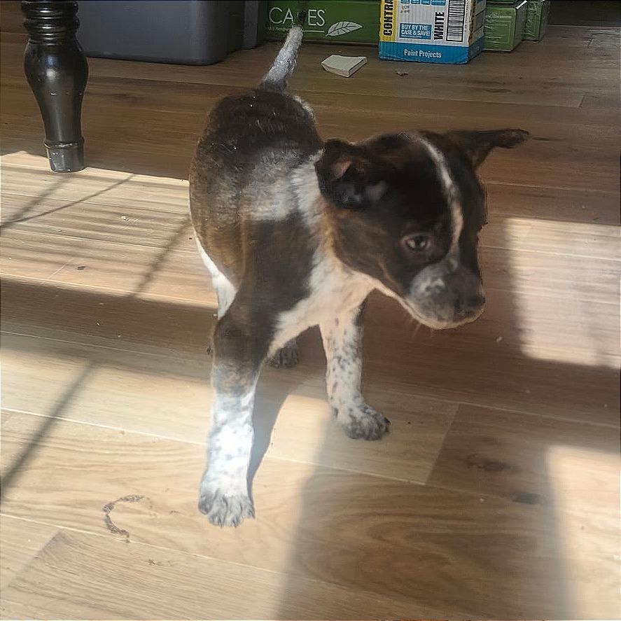 Gahbriel, Adoptable, Puppy Male Mixed Breed.