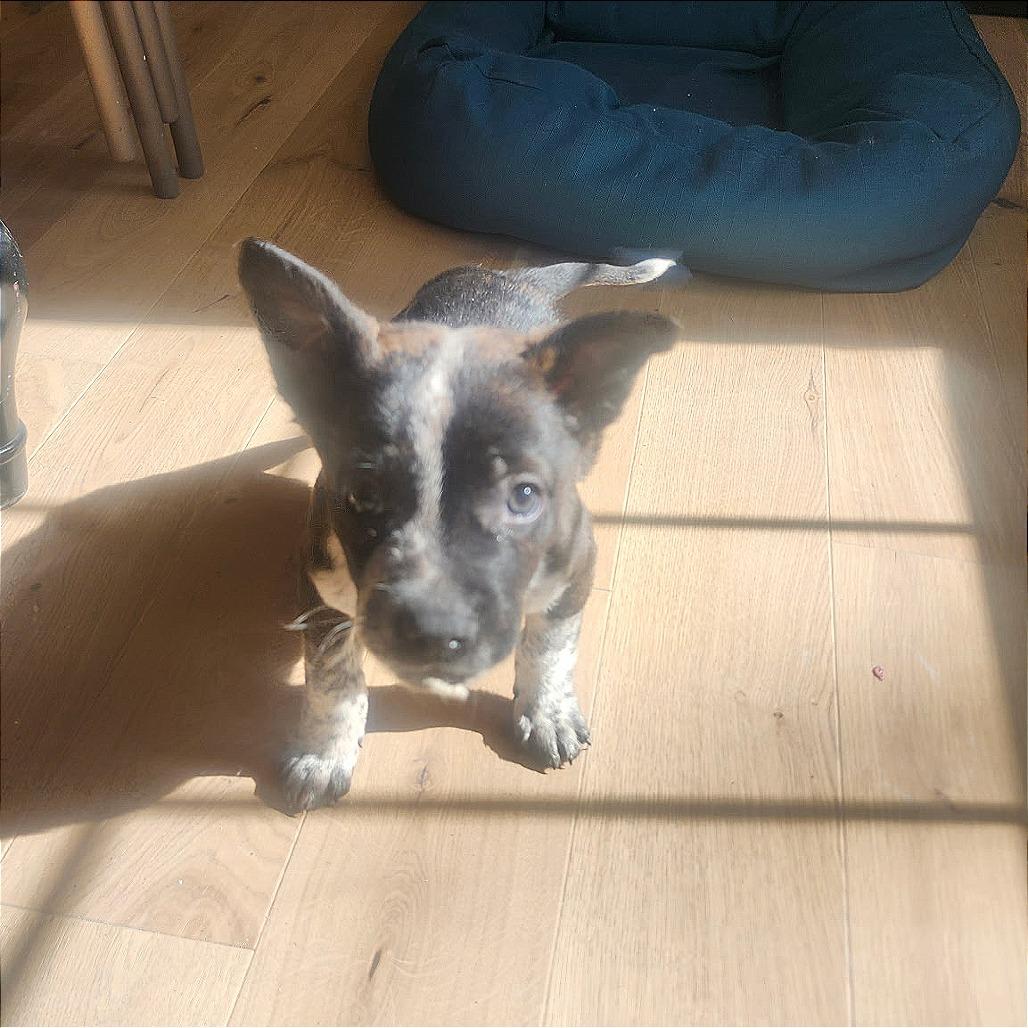 Enlarge Gahbriel, a Adoptable Mixed Breed in Fredericksburg, VA image 2/5