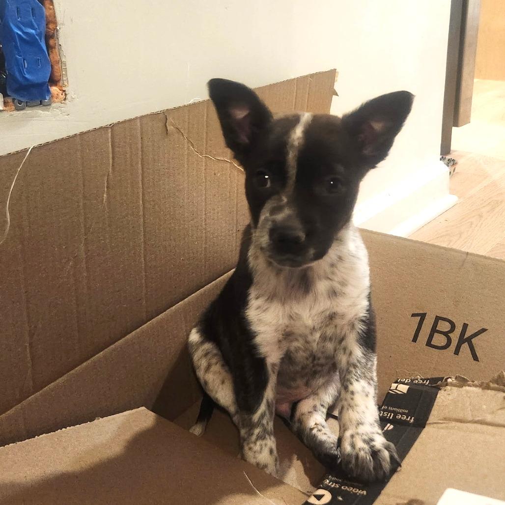 Enlarge Gahbriel, a Adoptable Mixed Breed in Fredericksburg, VA image 3/5