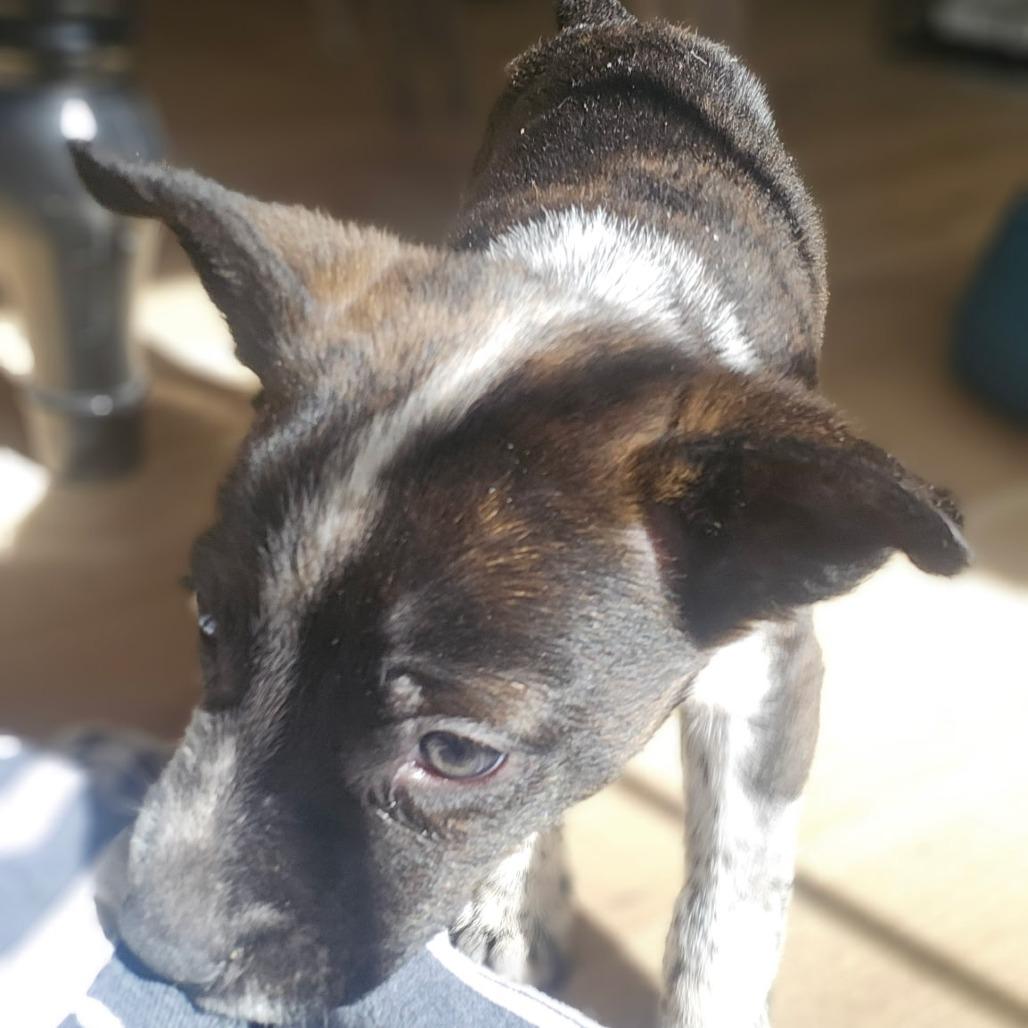 Enlarge Gahbriel, a Adoptable Mixed Breed in Fredericksburg, VA image 4/5