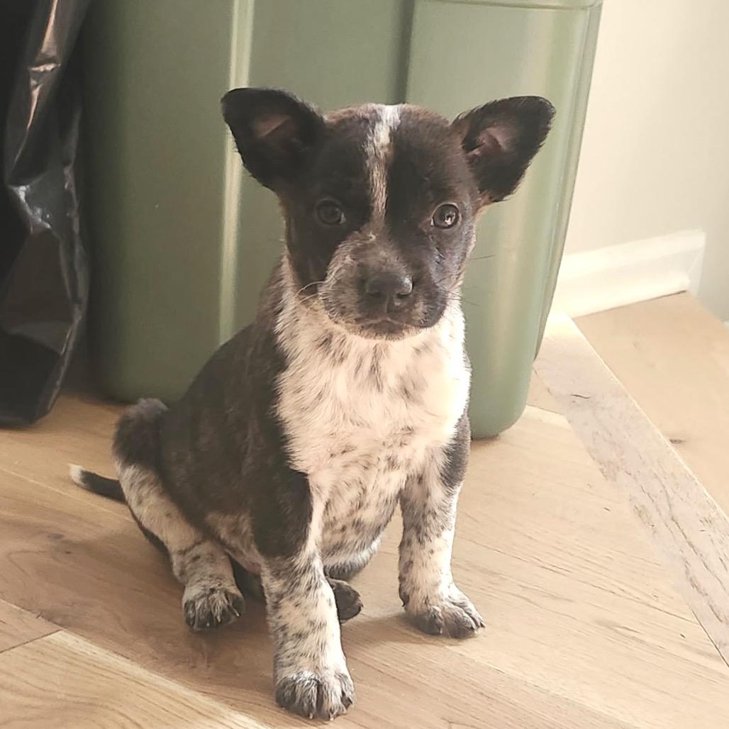 Enlarge Gahbriel, a Adoptable Mixed Breed in Fredericksburg, VA image 5/5