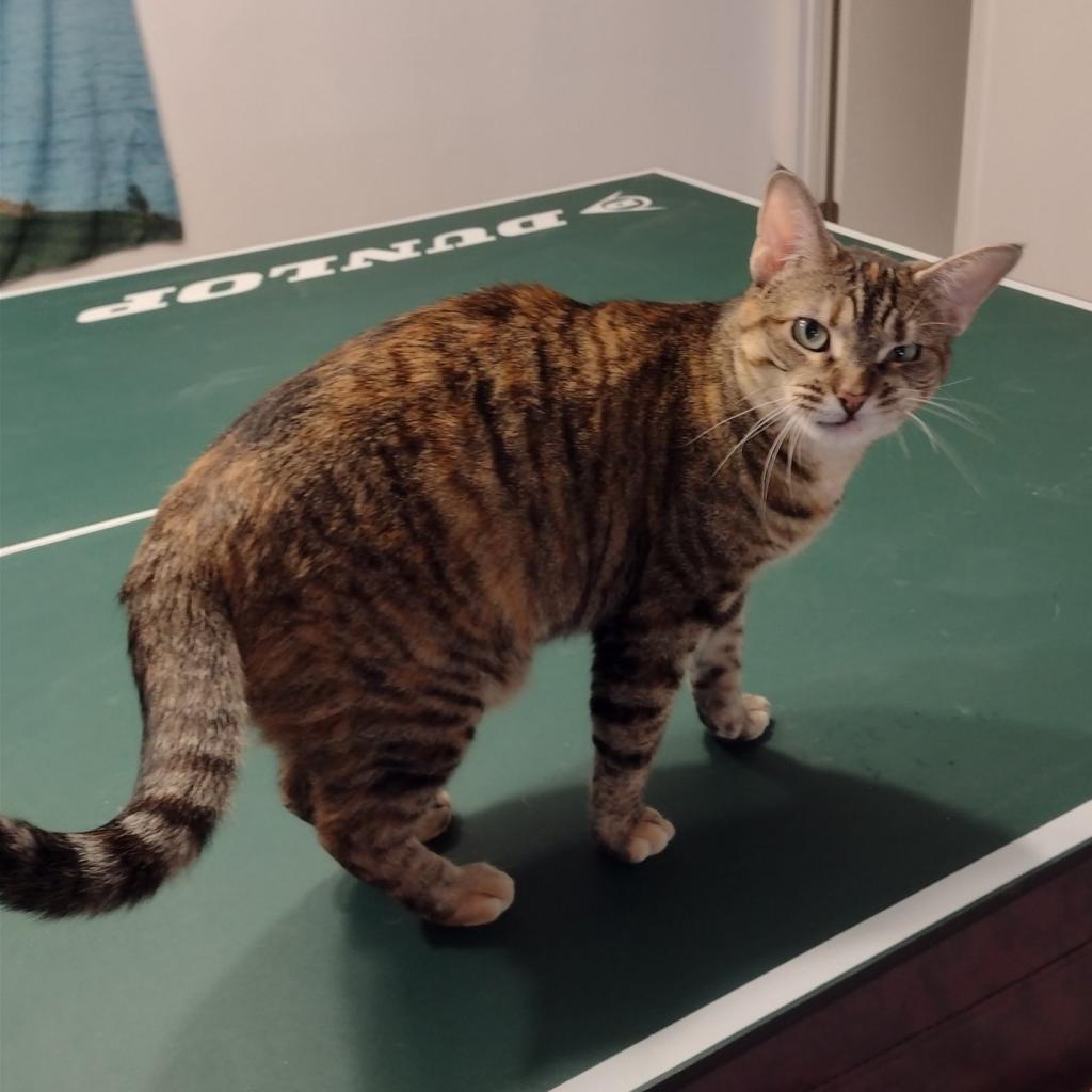 Brielle, a Adoptable Domestic Short Hair in St. Peters, MO image 1/2