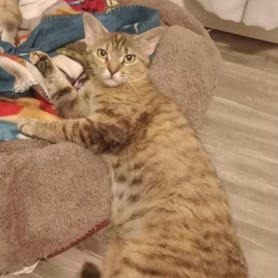 Brielle, a Adoptable Domestic Short Hair in St. Peters, MO image 2/2