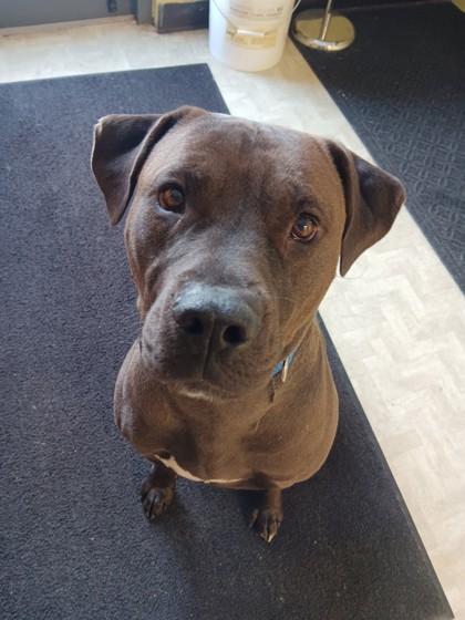 Enlarge Mack, a ADOPTABLE mixed breed in Boyne City, MI image 1/2