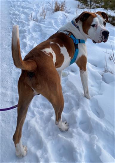 REMINGTON, Adoptable, Adult Male Boxer.