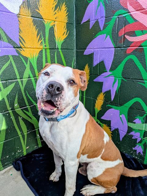 REMINGTON, Adoptable, Adult Male Boxer.